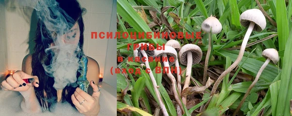 прущие грибы Медногорск